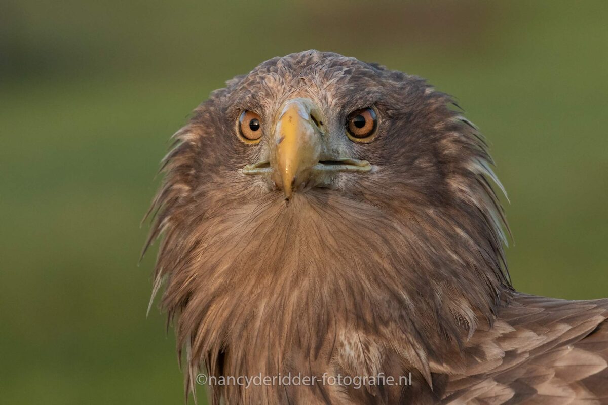 europese-zeearend, valkroofvogels, roofvogels, imposant, portret, close-up