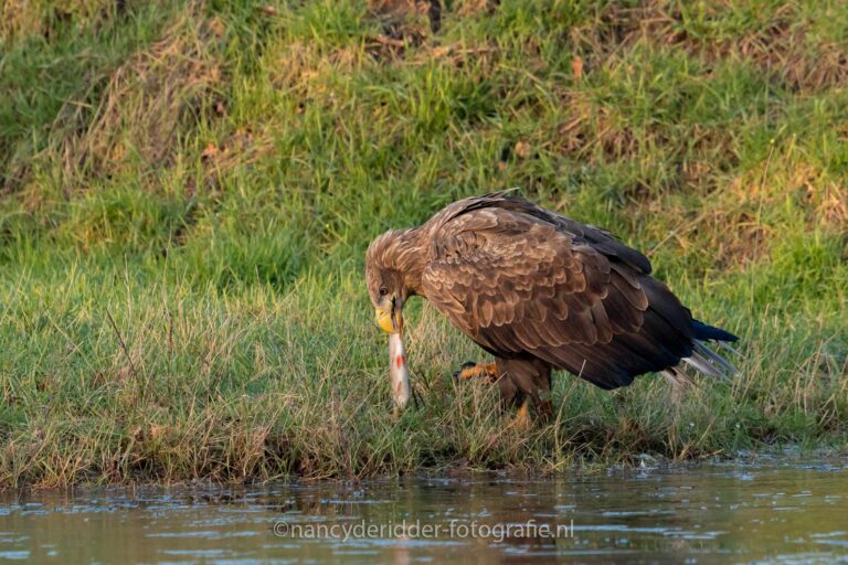 europese-zeearend, valkroofvogels, roofvogels, imposant, met-prooi
