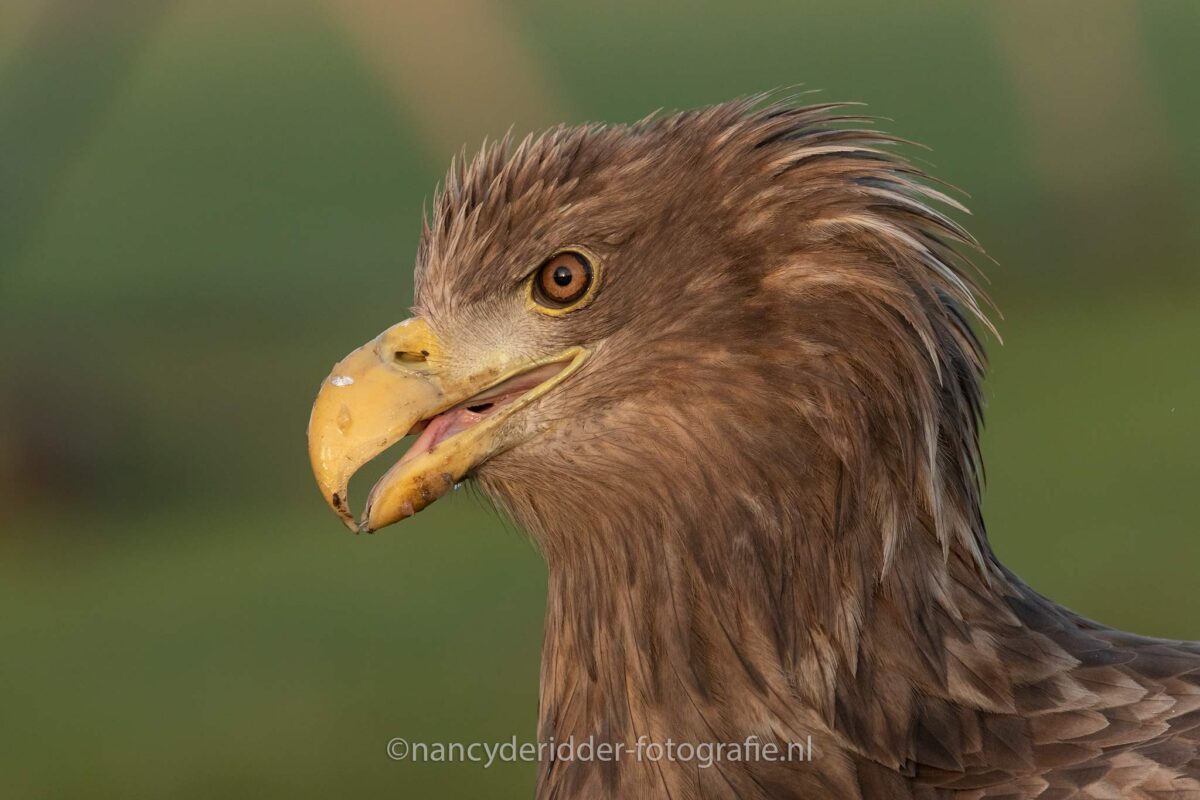 europese-zeearend, valkroofvogels, roofvogels, imposant, portret, close-up