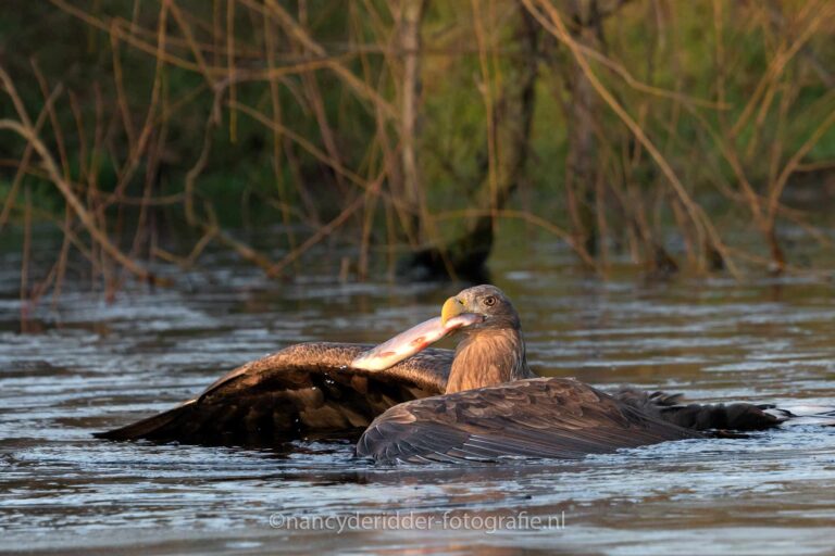 europese-zeearend, valkroofvogels, roofvogels, imposant