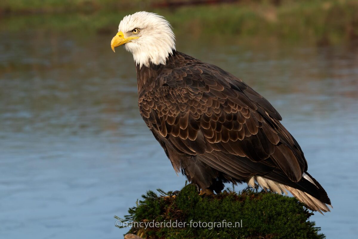 zeearend, roofvogels, roofvogel, Amerikaanse-zeearend, witte kop, gele-snavel