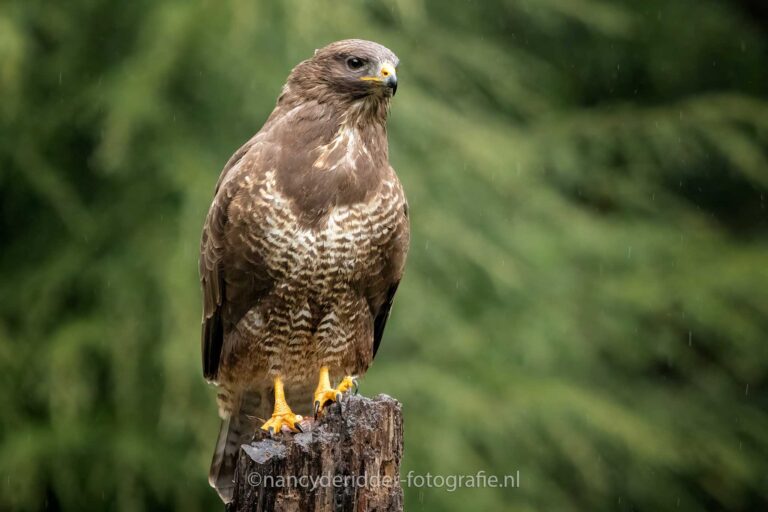 roofvogels, buizerd, vrije-natuur, maashorst, regen, vogelhut