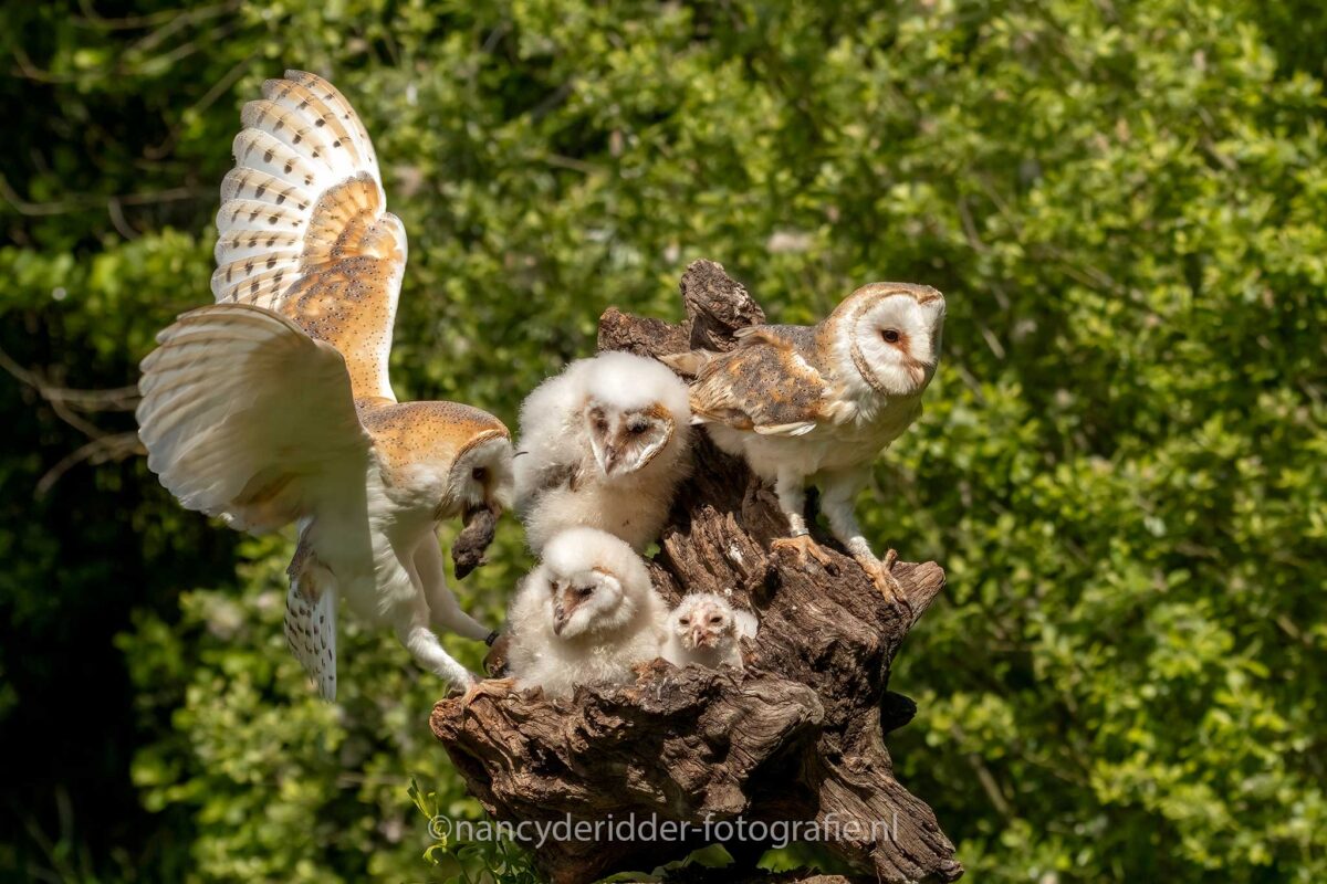 uilskuiken, kerkuilen, uilen-family, topvogel, valkenier, diessen