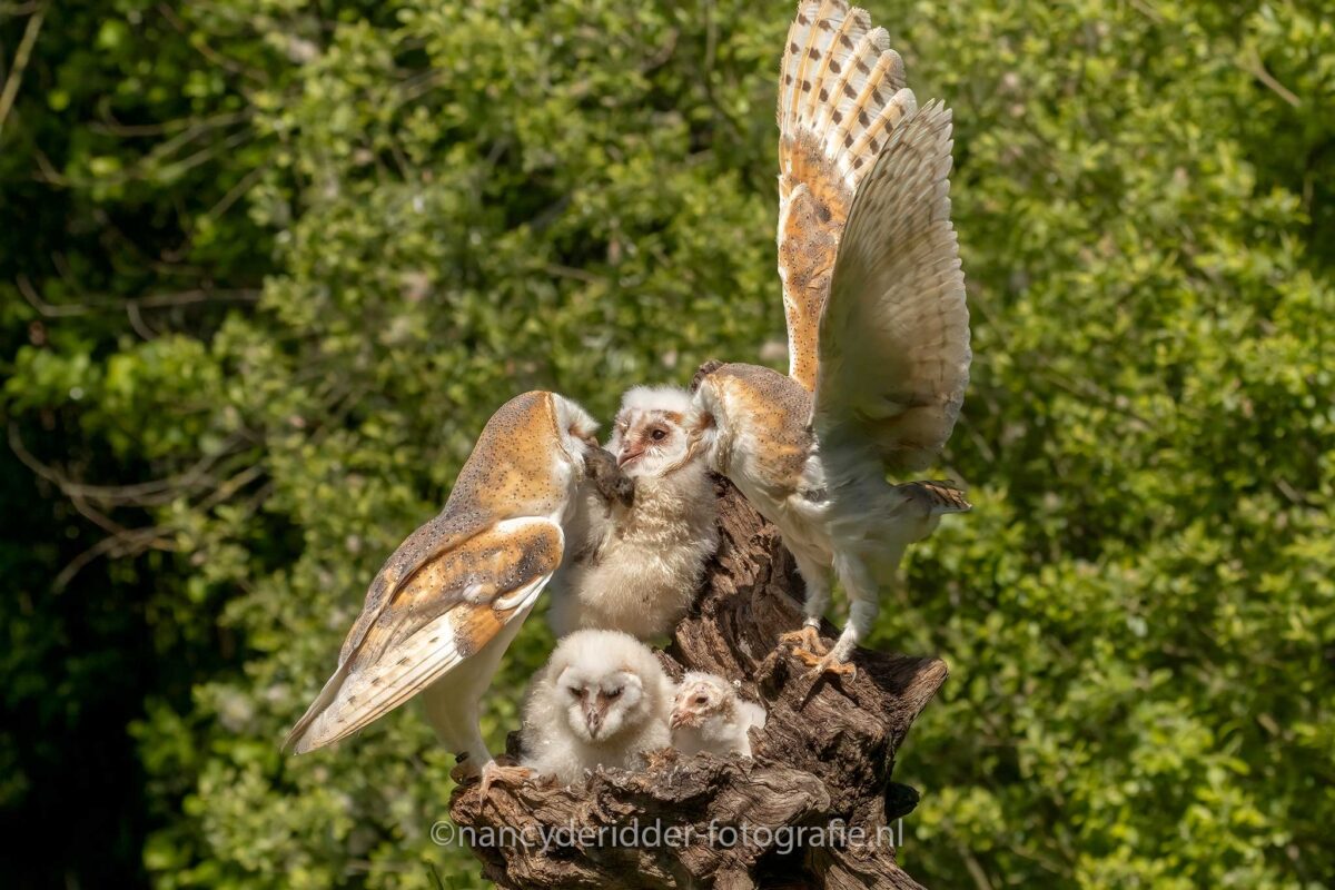 uilskuiken, kerkuilen, uilen-family, topvogel, valkenier, diessen