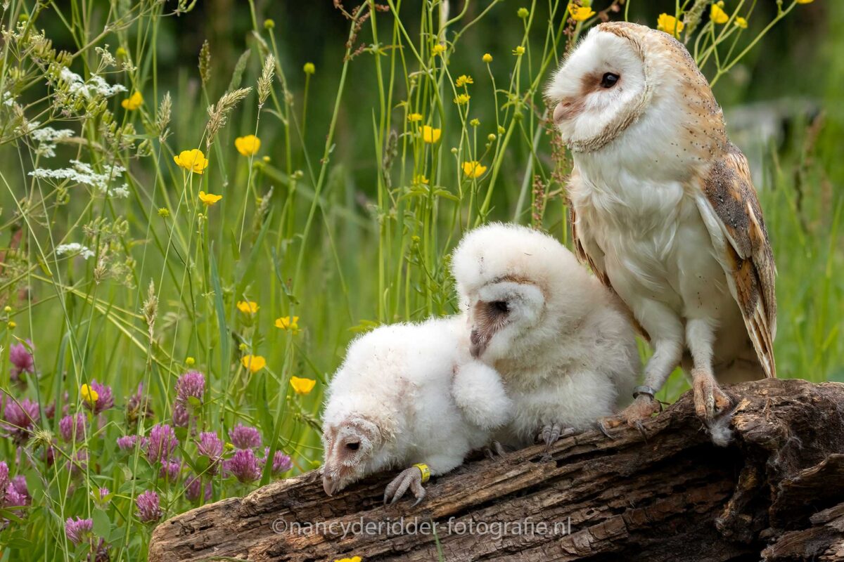 uilskuiken, kerkuilen, uilen-family, topvogel, valkenier, diessen