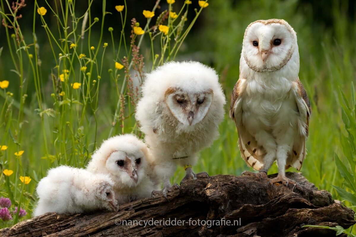 uilskuiken, kerkuilen, uilen-family, topvogel, valkenier, diessen