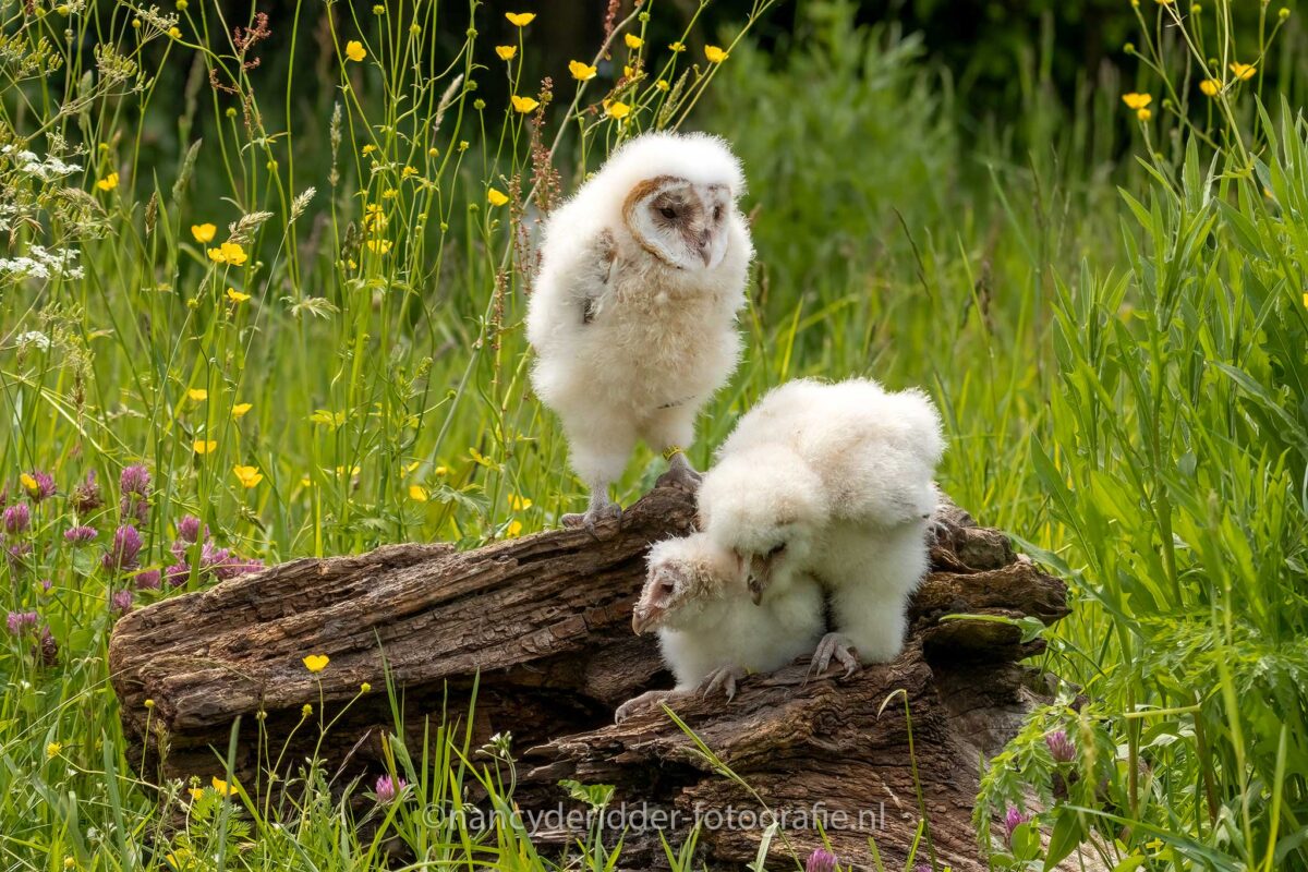 uilskuiken, kerkuilen, uilen-family, topvogel, valkenier, diessen