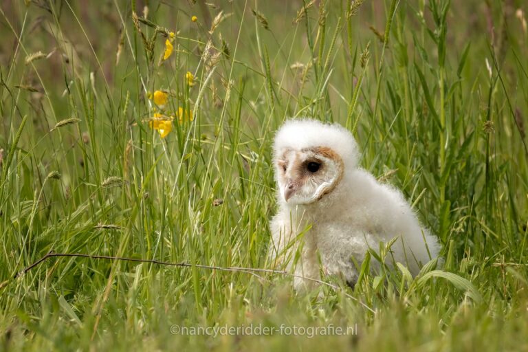 uilskuiken, kerkuilen, uilen-family, topvogel, valkenier, diessen