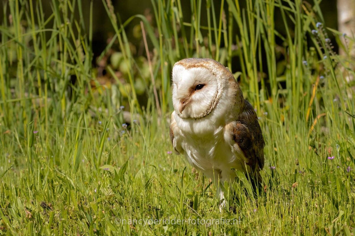 uilskuiken, kerkuilen, uilen-family, topvogel, valkenier, diessen