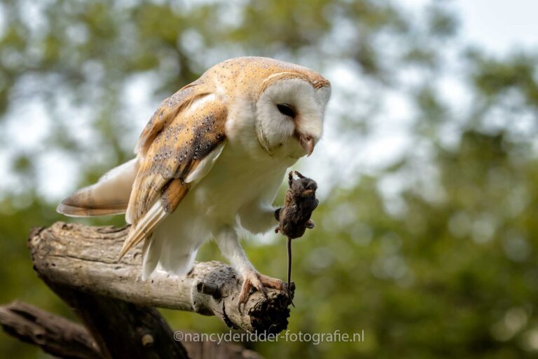 uilskuiken, kerkuilen, uilen-family, topvogel, valkenier, diessen
