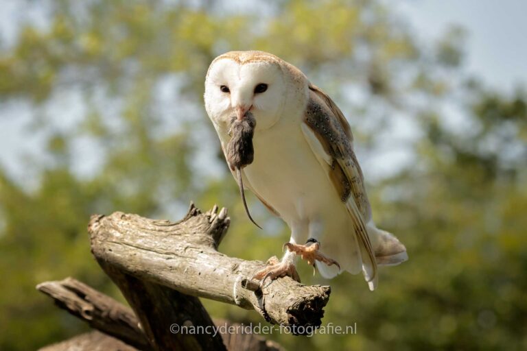 uilskuiken, kerkuilen, uilen-family, topvogel, valkenier, diessen