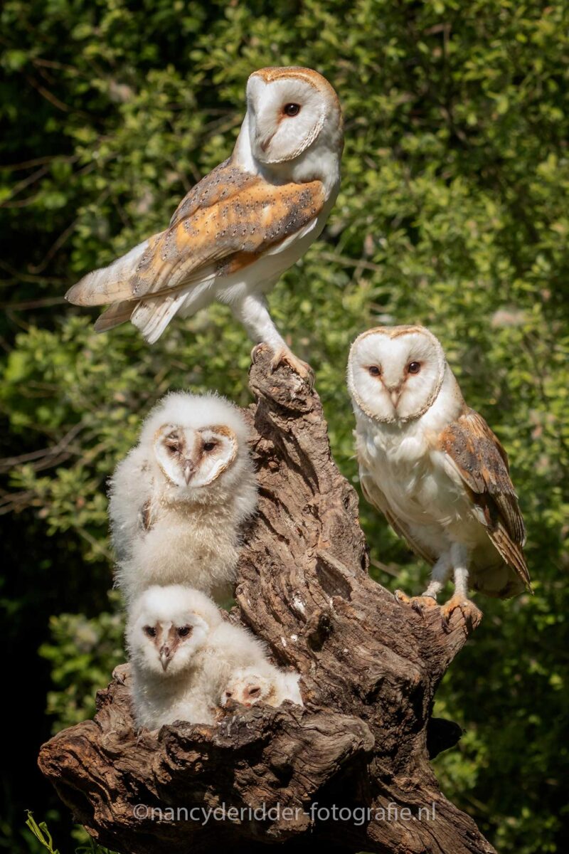 uilen. kerkuilen, uilskuikens, topvogel