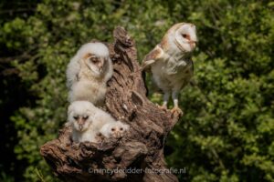 uilskuikens, kerkuilen, family, topvogel