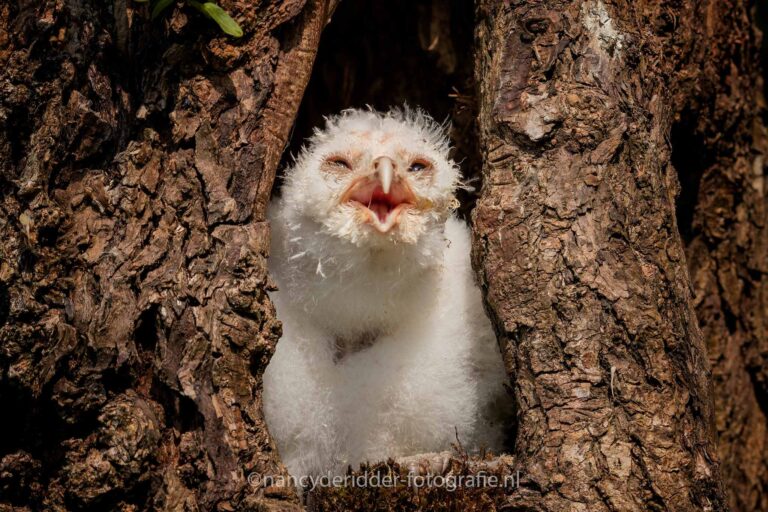 uilskuiken, kerkuilen, uilen-family, topvogel, valkenier, tilburg