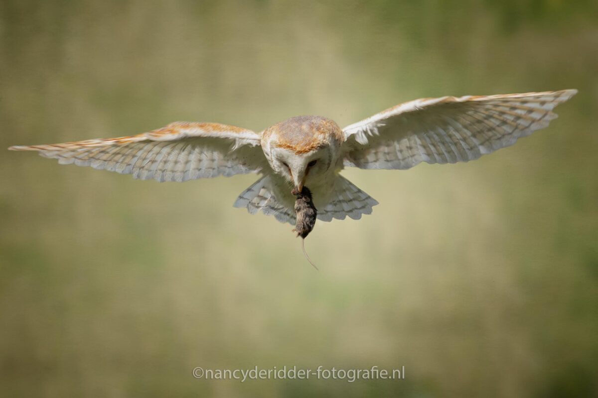 uilskuiken, kerkuilen, uilen-family, topvogel, valkenier, tilburg