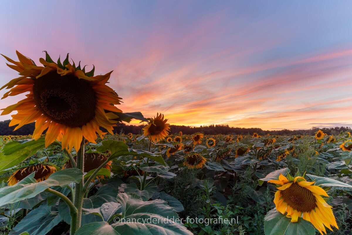 avondrood, sunset, moeder-natuur