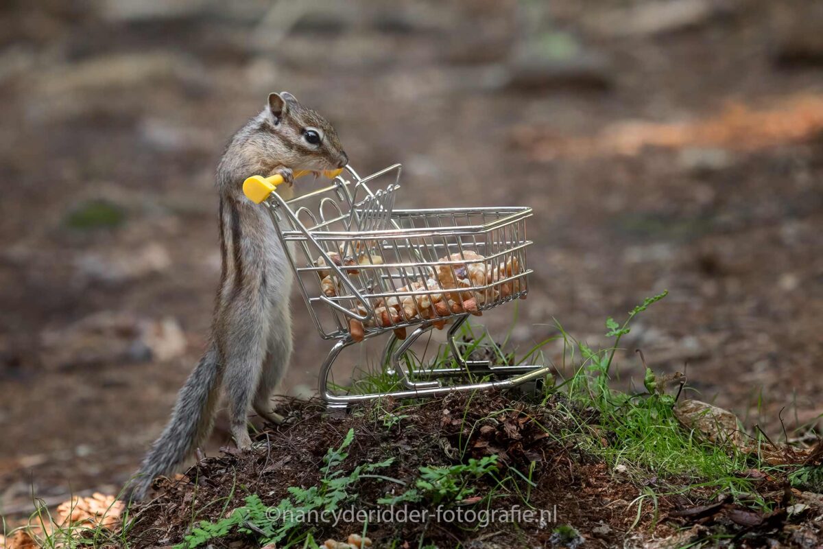 boodschappen, winkelwagentje, wandelbos, nootjes, walnoten, eekhoorn