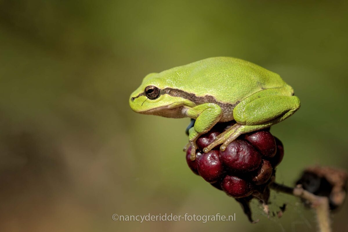 boomkikkers, bramen, boomkikker-op-bramen