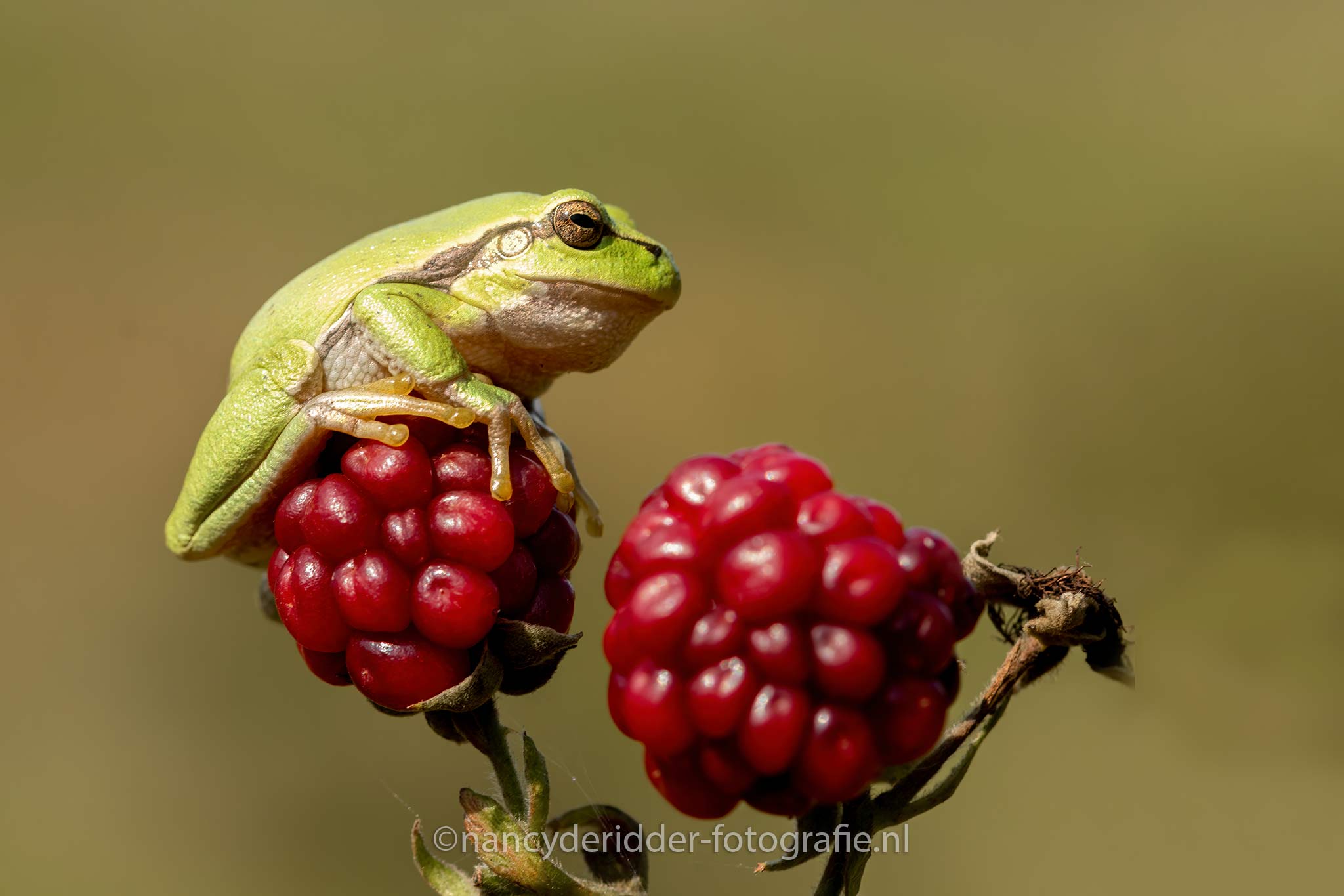 boomkikkers, bramen, bramenstruik, boomkikker, treefrog