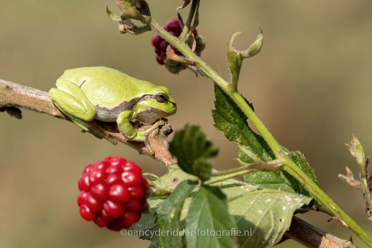 boomkikker, bramen, boomkikkers, bramentak
