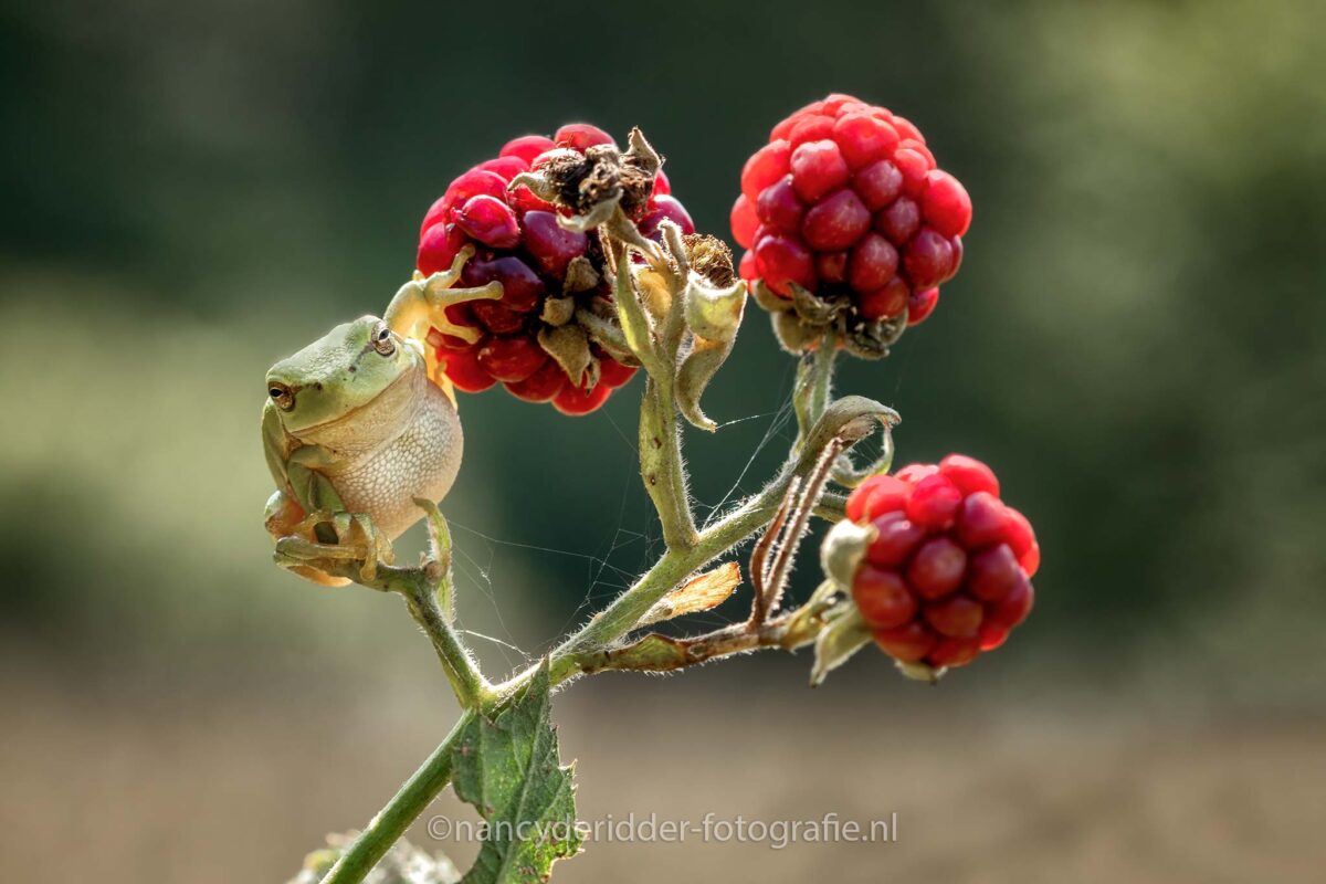 grijns, macrofotografie, boomkikker, natuurgebied