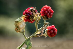 boomkikker, bramen, grijns, treefrog