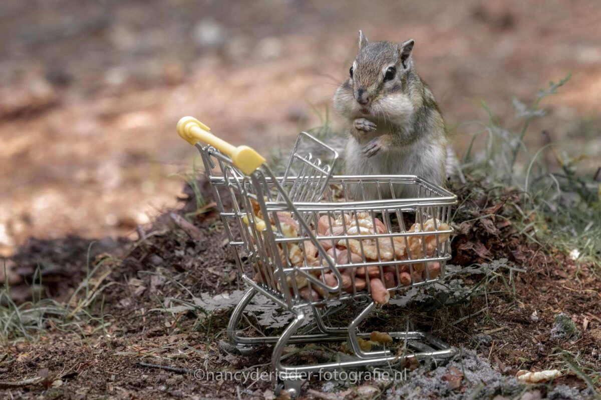 hamsteren, AH, grondeekhoorn, wandelbos-tilburg, knaagdieren