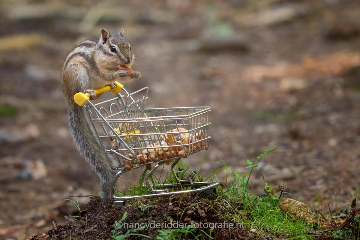winkelwagentje, wandelbos, grondeekhoorntje, tilburg, kinderzitje