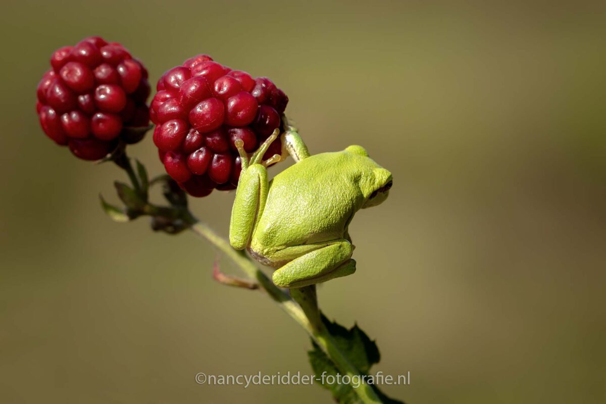 rugzijde, boomkikker, treefrog, groen, bedreigde-diersoort