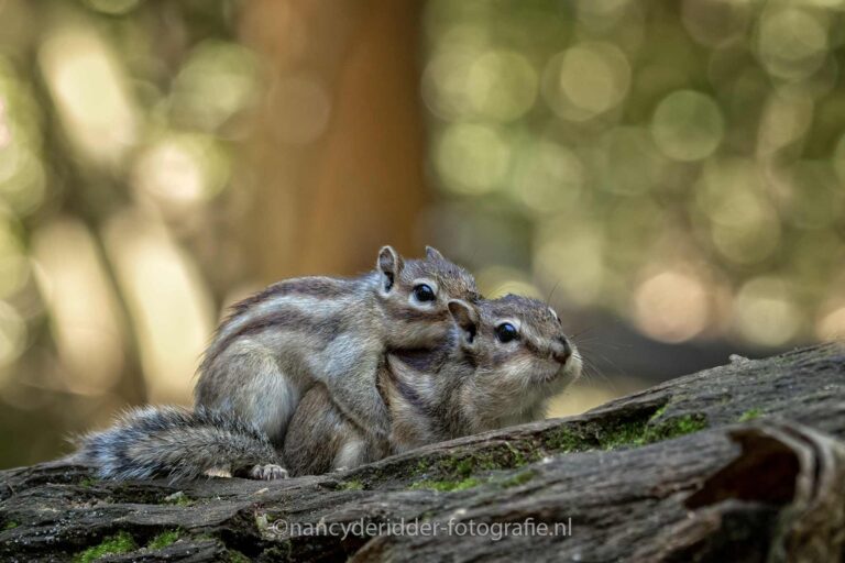 grondeekhoorntjes, wandelbos, tilburg, siberisch, knaagdieren