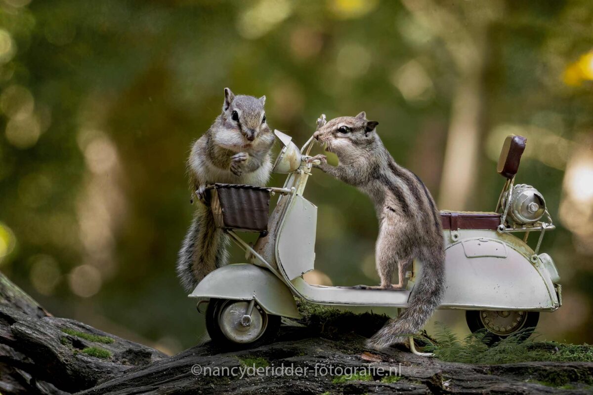 geluksmomentje, siberische-grondeekhoorntjes, wandelbos, tilburg