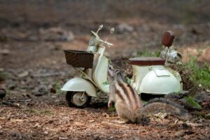 wandelbos, grondeekhoorn, tilburg. scooter