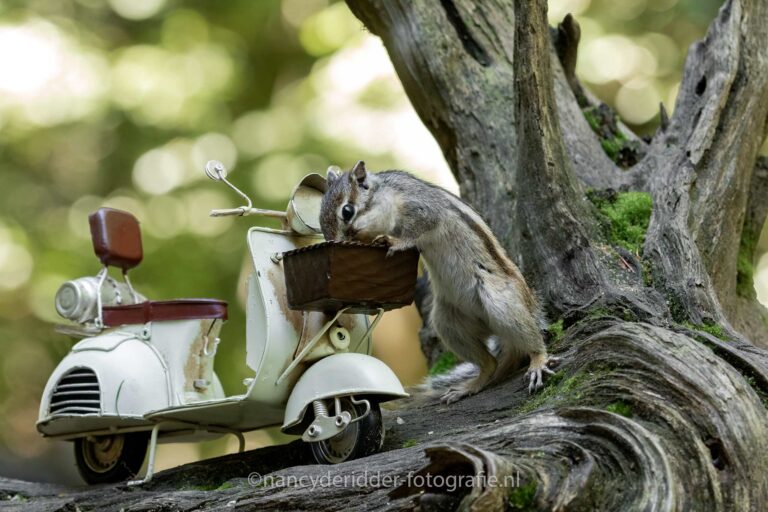 mini-scooter, grondeekhoorns, tilburg, wandelbos, uitproberen
