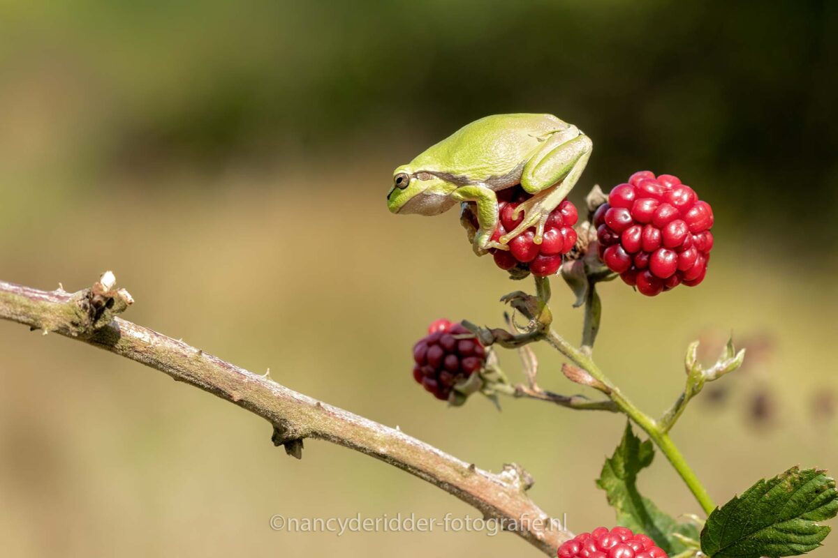 kikkersprong, boomkikkers, bramenstruik