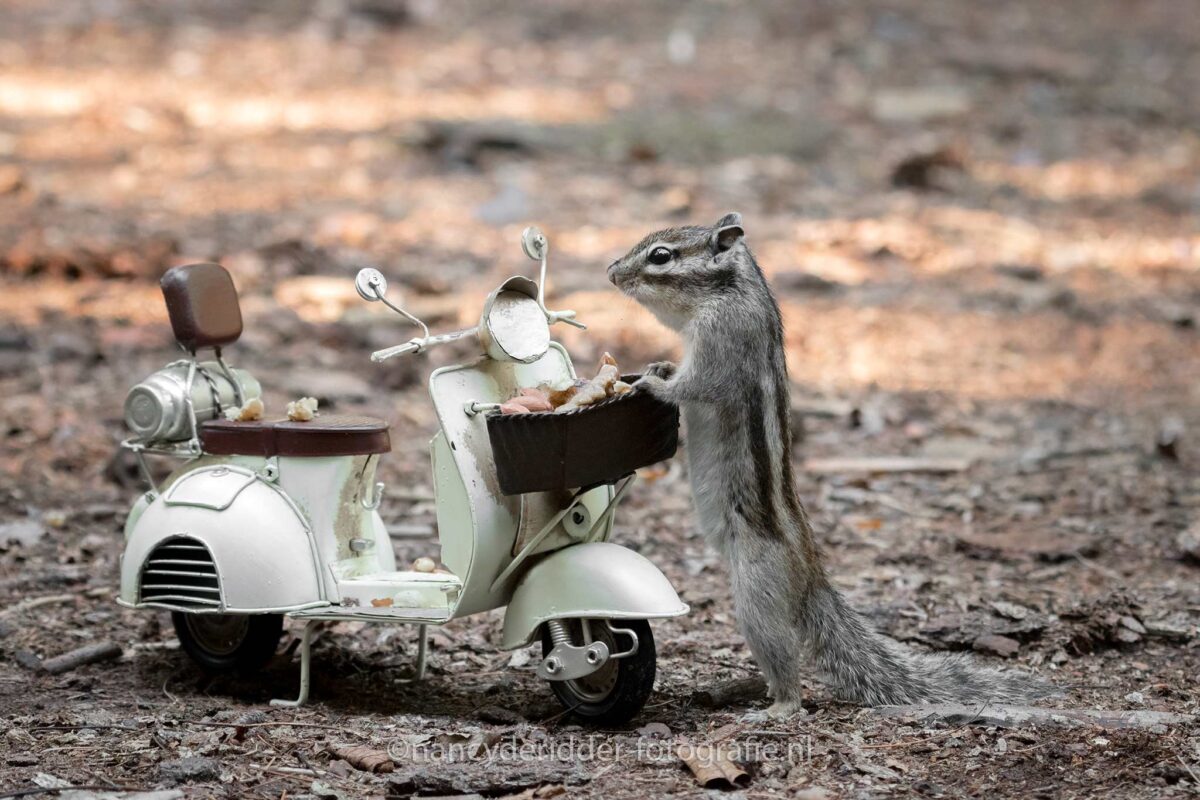 scooter, boodschappen, eekhoorntje, wandelbos