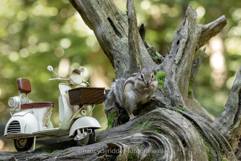boomstronk, miniatuur-scooter, eekhoorn, wandelbos, tilburg