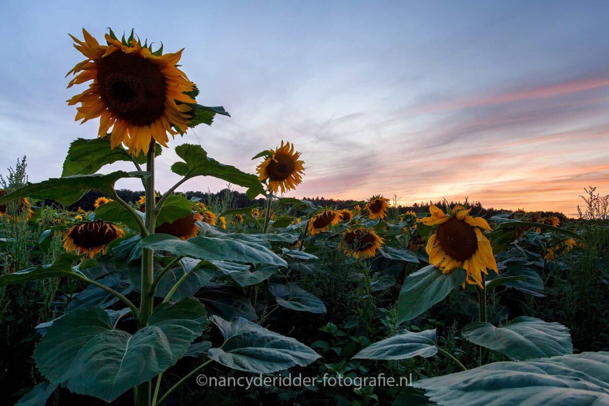 sunset, zonnebloemen, zonsondergang, nederland