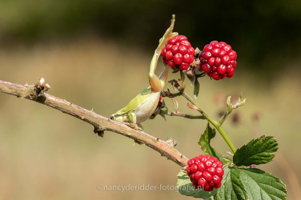 uitgerekt, kikkerbillen, lange-pootjes, kikkersprong