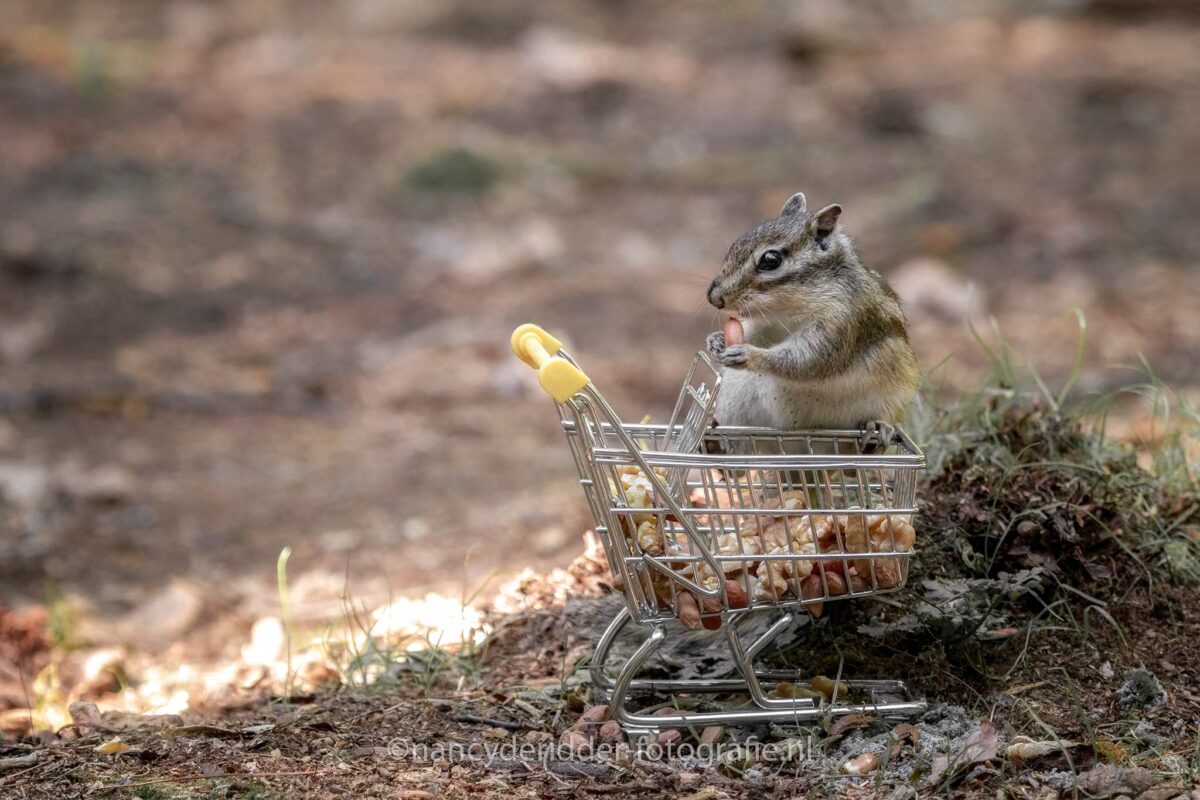 winkelwagentje-voor-eekhoorns, wandelbos, smakelijk, walnoten, amandelen