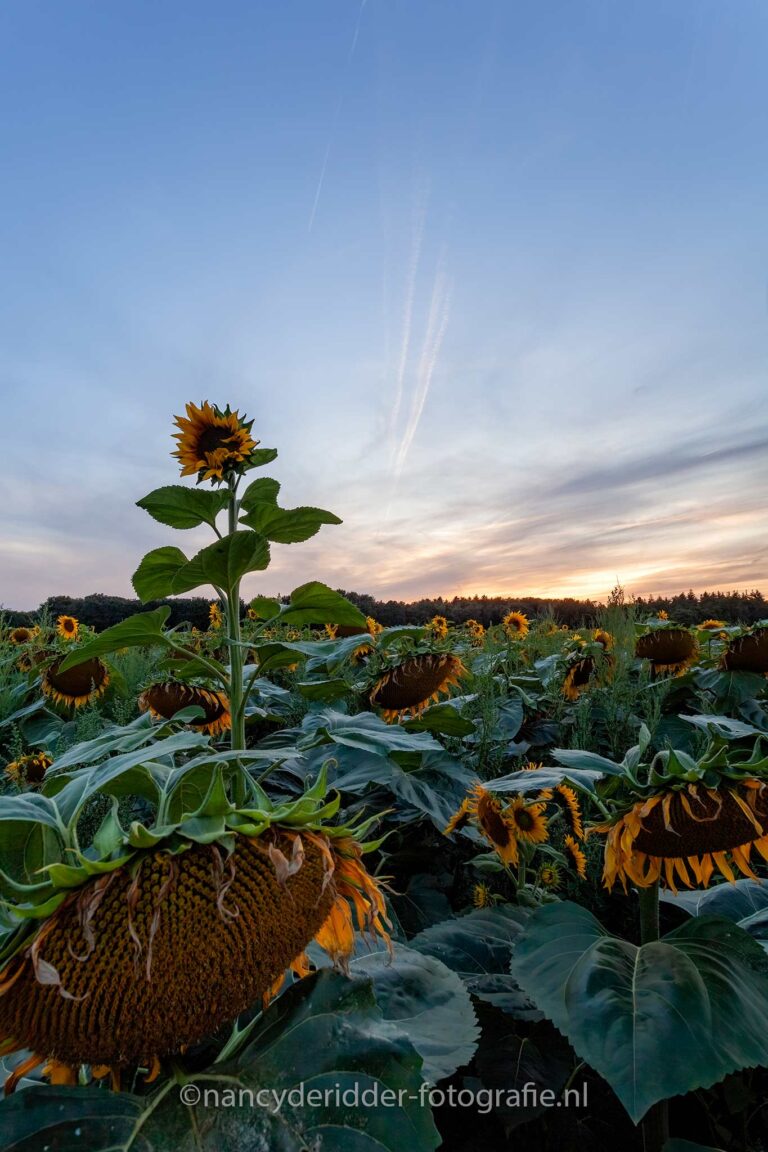 zonnebloemen, nederland, sunset, sunflower