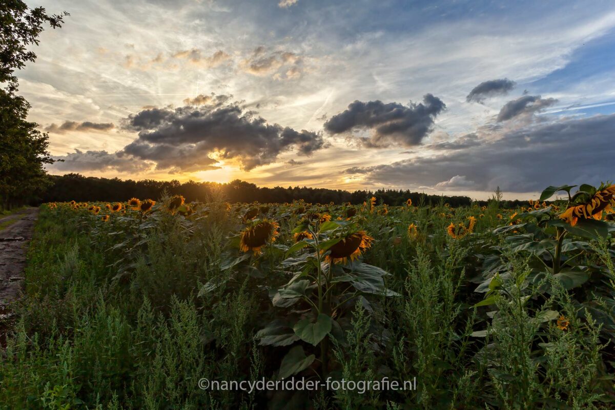 zonnebloemen, zonnebloemveld, sunflowers