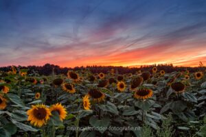 zonnebloemen, sunset, sunflower
