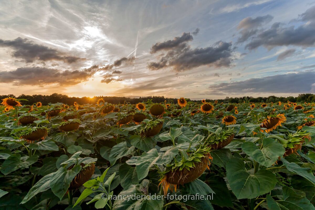 zonnebloem, sunflower, zonnebloemvelden
