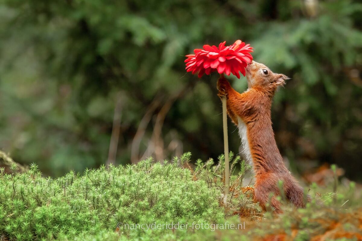 eekhoorn, bloem, vasthoudend, eekhoorn-met-bloem