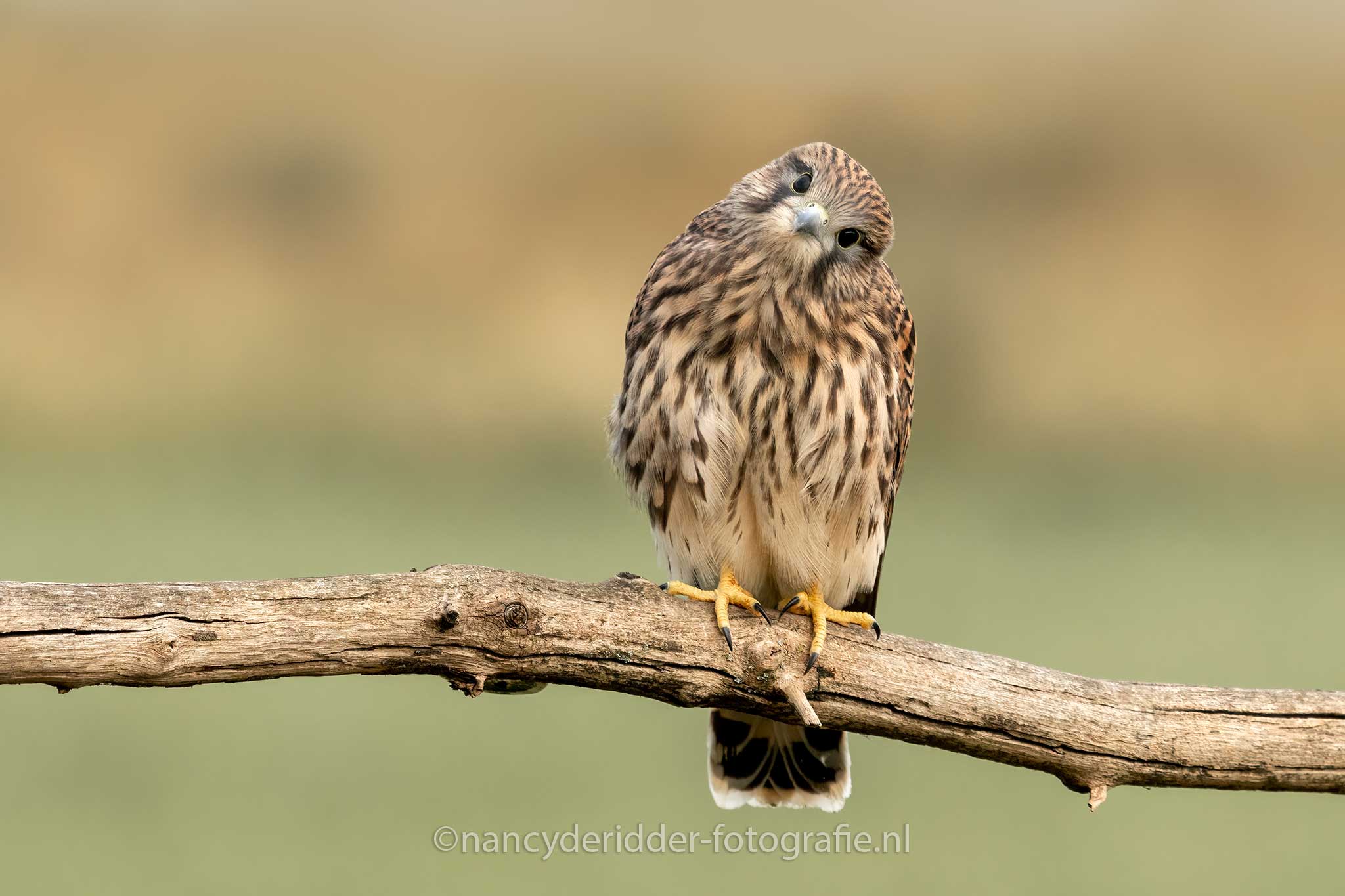 torenvalk, valk, roofvogels, verbaasd