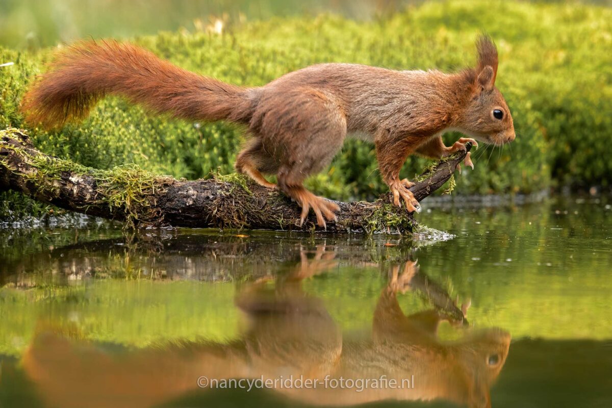 eekhoorn-in-balans, vogelhut-oss, vogelhuis-drunen