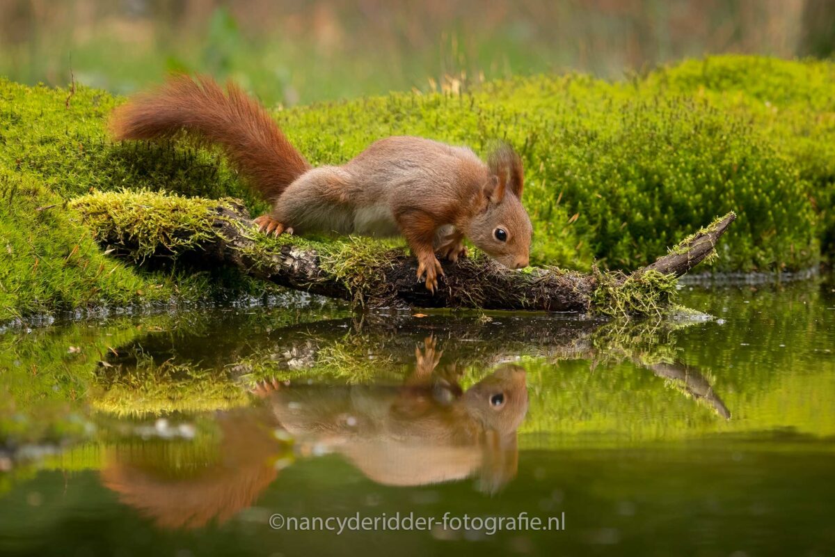 spiegelbeeld, eekhoorn, weerspiegeling