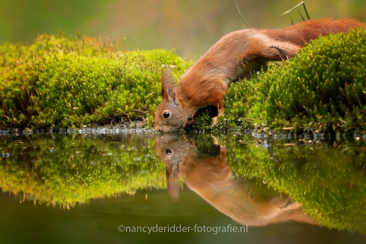 eekhoorn, drinken, drinkende-eekhoorn, rode-eekhoorn