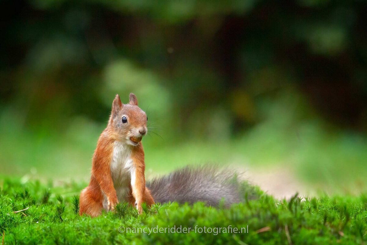 eekhoorns, eekhoorn, red-squirrel, knaagdieren, walnoten