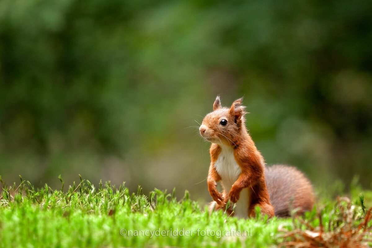 eekhoorns, eekhoorn, red-squirrel, knaagdieren, walnoten